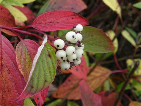 Viburnum branch with red berries over the river. Red osier dogwood berries | Explore Wanderin' Weeta's photos… | Flickr - Photo Sharing!