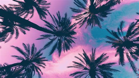 Hd Wallpaper Miami Street Neon Lights Palm Trees Urban Purple Sky