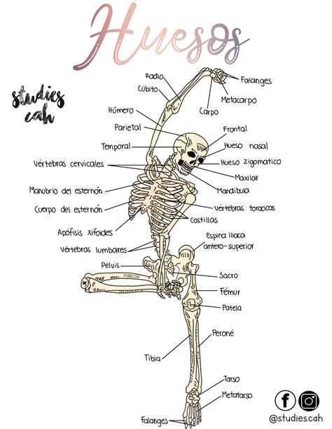 Huesos Del Cuerpo Anatomía Médica Anatomia Y Fisiologia Humana
