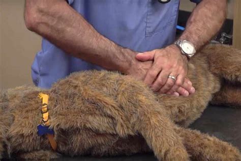 How To Perform Dog Cpr On Small And Large Pets American Kennel Club