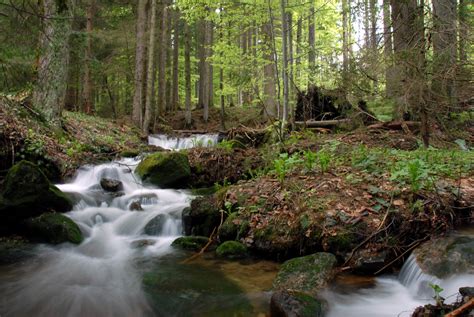 Bach Im Wald Foto And Bild Landschaft Bach Fluss And See Bachläufe