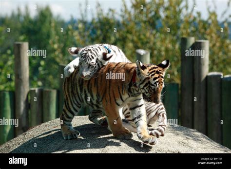 Two Young Bengal Tiger Cubs Playing At Cougar Mountain Zoo Stock Photo