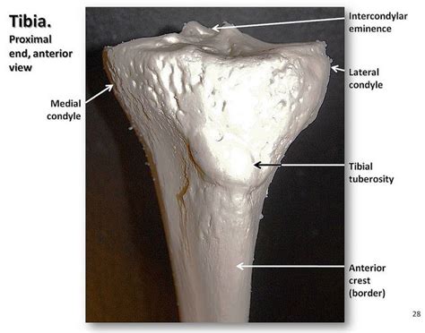Tibia Close Up View Of Anterior Proximal End With Labels