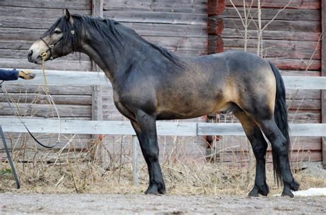 The connemara is a pony breed that is available in star stable online. Zitherbay Neil O'Hara 30 C - Orikuvasto - Sukuposti ...