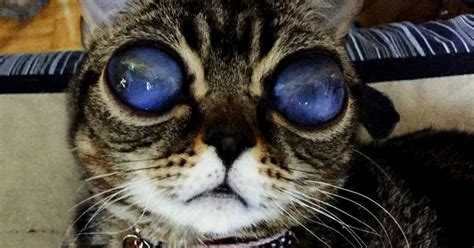This is the final call! Cat's Galactic Eyes Remain A Mystery - The Dodo
