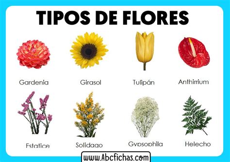 Tipos De Flores Ilustraciones Y Dibujos De Flores Bonitas