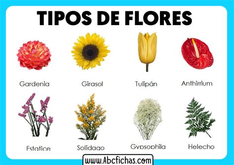 tipos de flores abc fichas my xxx hot girl