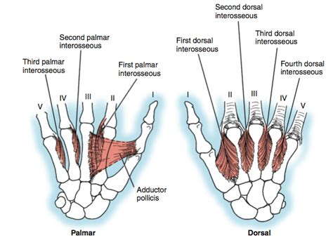 Cubital Tunnel Syndrome Handout Dr Thomas Trumble Md