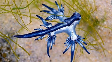 Venomous Blue Dragon Sea Slug Washed Ashore In Texas Cnn