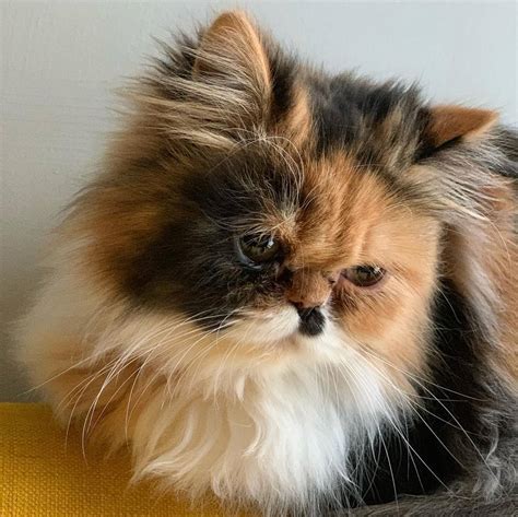 12 Stunning Persian Cats
