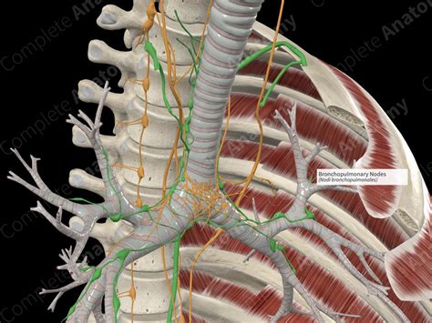 Bronchopulmonary Nodes Complete Anatomy