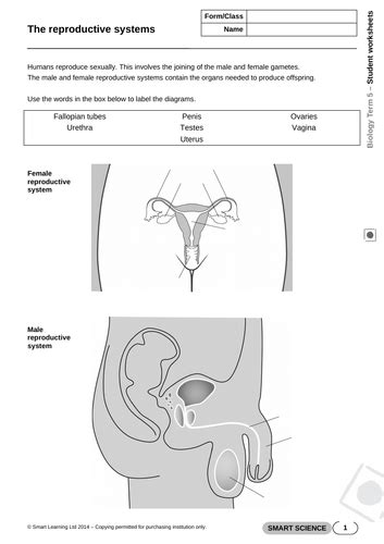 The Male And Female Reproductive Organs Teaching Resources