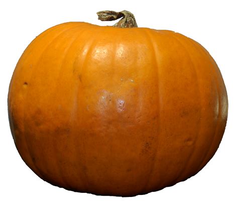 Pumpkin PNG images free download | Pumpkin png, Pumpkin, Pumpkin drawing