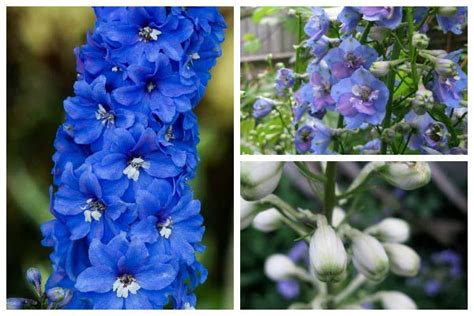 Garden Tips And Ideas For Growing Delphiniums Including Seed Starting