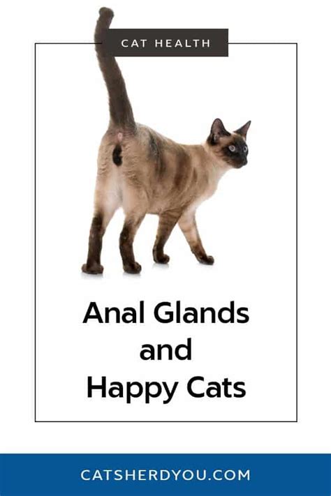 Female Cat Anal Glands Telegraph