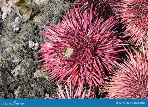 Beautiful Purple And Pink Sea Urchin Stock Photo Image Of Colorful