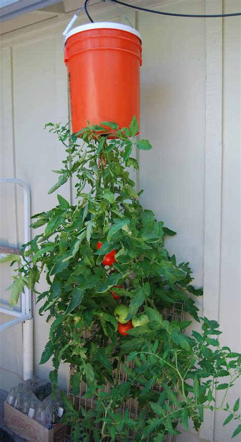 Diy Homegrown Tomatoes Upside Down Planter 1001 Gardens Plantas De