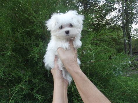 Puppy heaven is a warm loving kennel that is owned and operated by family members for over 10 years. Maltese Puppies For Sale | Marion, NC #242388 | Petzlover