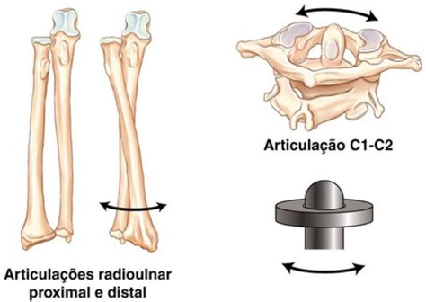 Sistema Esquelético Artrologia Estudo das articulações Lucas Simões