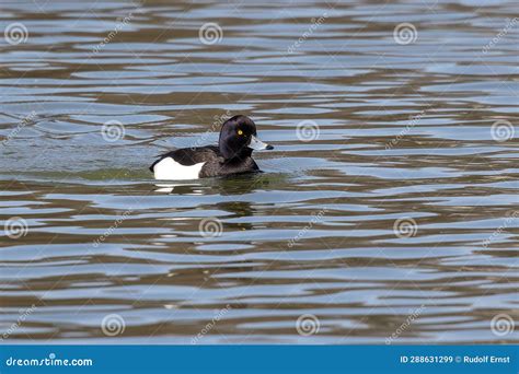 The Tufted Duck Aythya Fuligula A Diving Duck Swimming On A Lake At