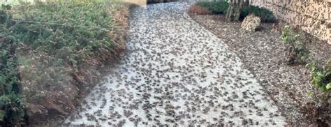 In The United States Millions Of Locusts Invade The Town Of Elko