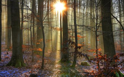 Landscapes Forest Woods Trunks Sunlight Sunrise Sunset Beam