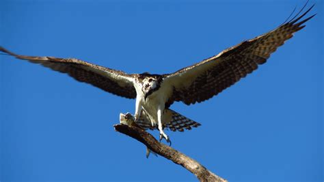 Hawk Bird Predator Hd Birds 4k Wallpapers Images Backgrounds