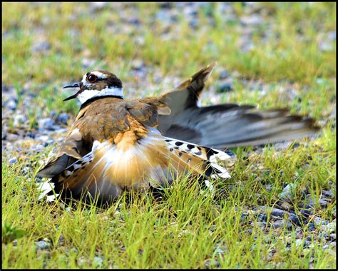 Killdeer Fake Out The Killdeer Distracts Predators From It Flickr