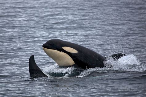 Wildlife Fact Sheets Orca Ocean Conservancy