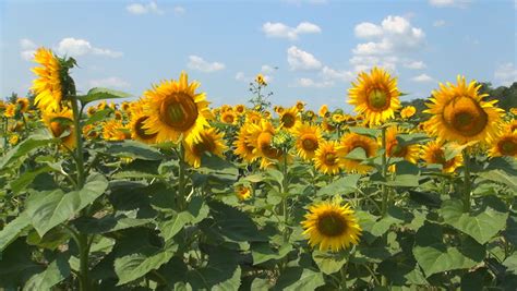 Flowering Sunflowers On A Background Sunset Stock Footage Video 1357942