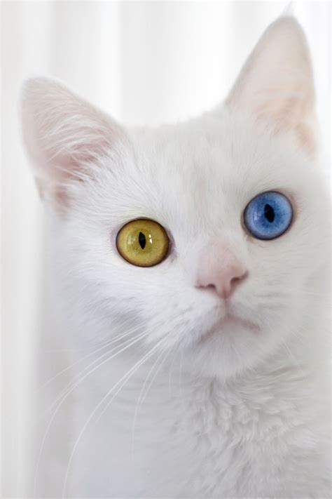 Have You Ever Met A Cat With Two Different Colored Eyes Occasionally