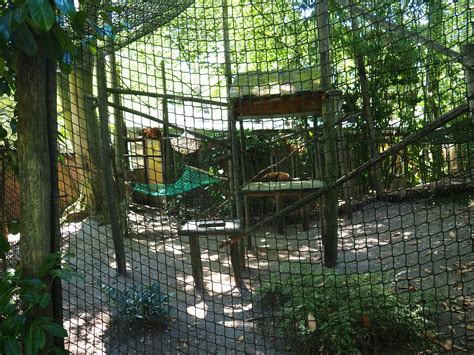 Red Ruffed Lemur Exhibit Zoochat