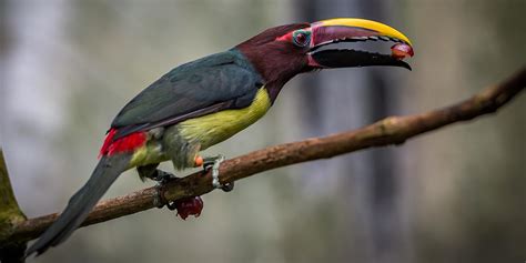 Green Aracari Smithsonians National Zoo And Conservation Biology