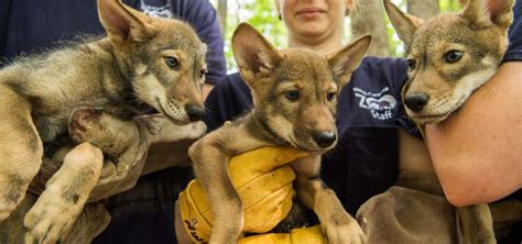 Carolina Canid Conservation What Is An American Red Wolf North