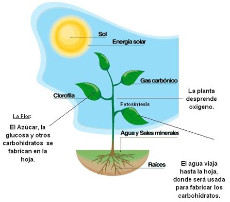 Explica Mediante Un Esquema Como Fabrican Las Plantas Sus Nutrientes Brainly Lat