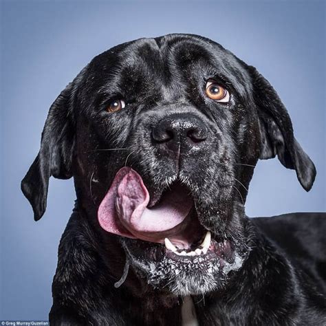 So why is your old dog licking the carpet & everything they might find? Hilarious Portraits Of Dogs Eating Peanut Butter By ...