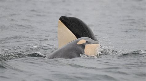 Orca Baby Boom Off British Columbia Cnn