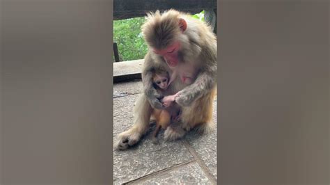 Adorable Baby Monkeys 🙊 Monkey Lyly 😍 Tik Tok Animals2 Youtube