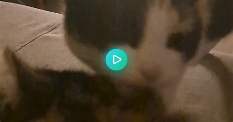 Cat Kisses Album On Imgur