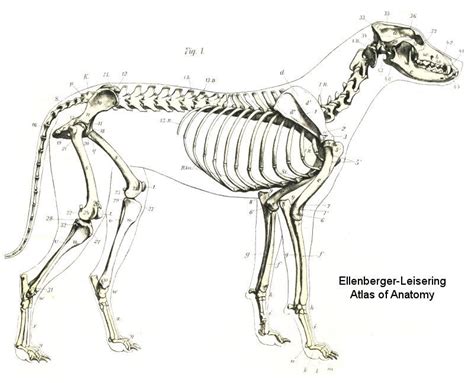 Dog Anatomy Image By Manikin On Draw Canine Animal Drawings Anatomy