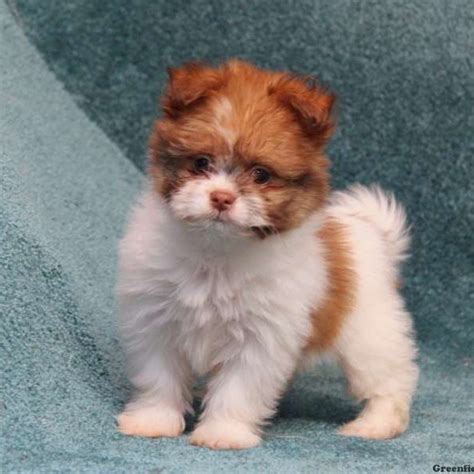 Shiranians stand from seven inches to a foot tall and can weigh anywhere between four and sixteen pounds. Shih-Pom Puppies For Sale | Shih-Pom Breed Info | Greenfield Puppies