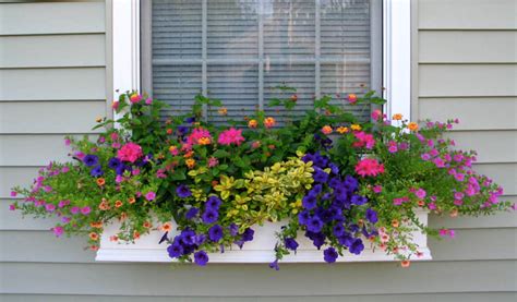 Decorative iron window box for potted plants. Shapes and Forms of Flowers for Window Boxes
