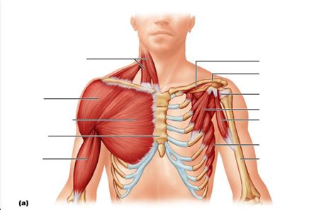 Shoulder Muscles Diagram Anterior Shoulder Bones And Muscles Stock