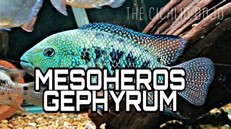 Cichlids Mesoheros Gephyrum The Cichlid Dojo Youtube