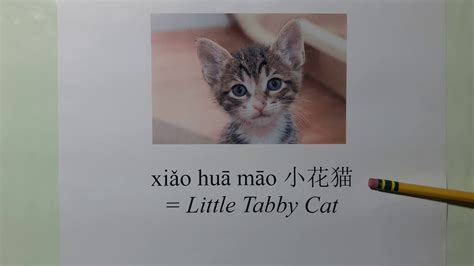 How To Say Little Tabby Cat In Mandarin Chinese Part Of The Pull The