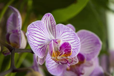 1920x1080 Wallpaper Purple And White Moth Orchids Peakpx