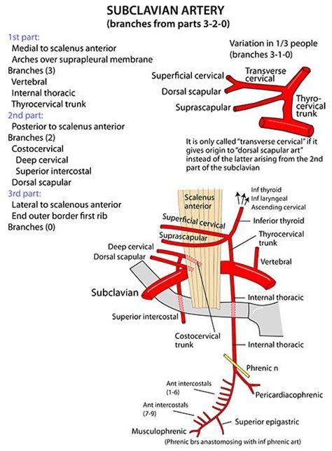 Diagram of the heart and arteries | arteries diagram of. Subclavian Artery ... (*) VIT C & D ... #scalenus anterior | Subclavian artery, Arteries anatomy ...