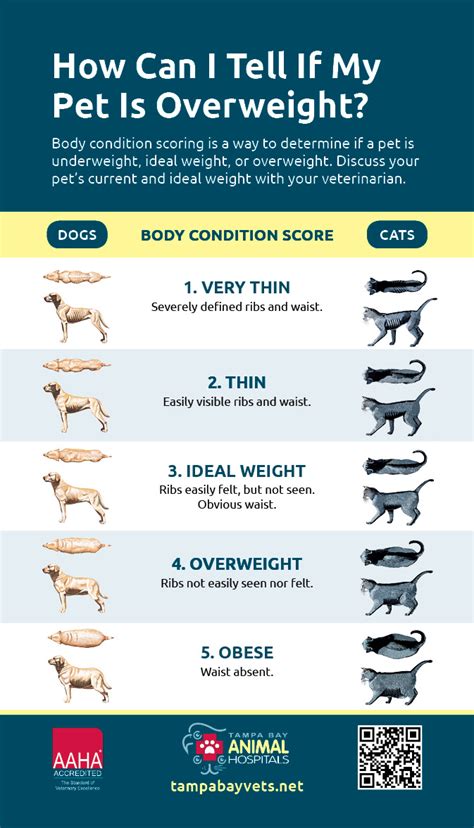 How Can I Tell If My Pet Is Overweight Tampa Animal Hospitals