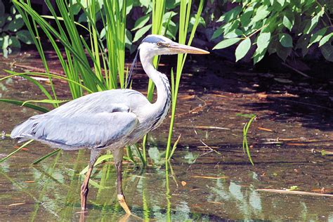 Free Images Water Bird Wildlife Beak Fauna Plumage Wetland