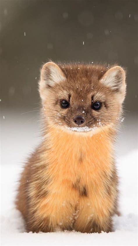 What Do Weasels Eat Cute Wild Animals Baby Animals Pictures Baby
